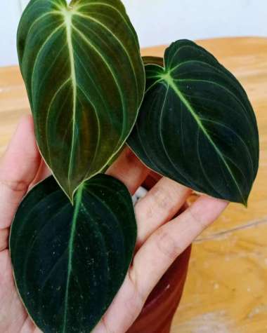 Tanaman hias pilodendron melanochrysum