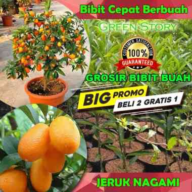Bibit Jeruk Nagami Sudah berbuah | Jeruk jepang