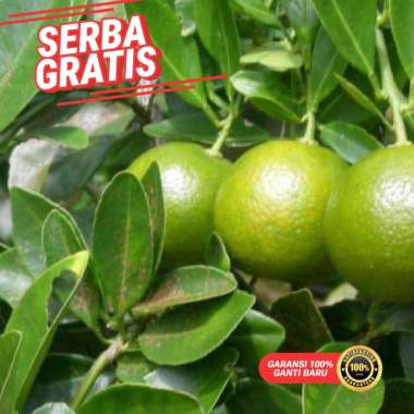 Bibit jeruk kasturi sudah berbuah | pohon buah kasturi berbuah