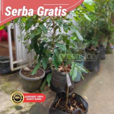 kelengkeng bibit pohon cepat berbuah kelengkeng matalada/kelengkeng hawae Belum Berbunga