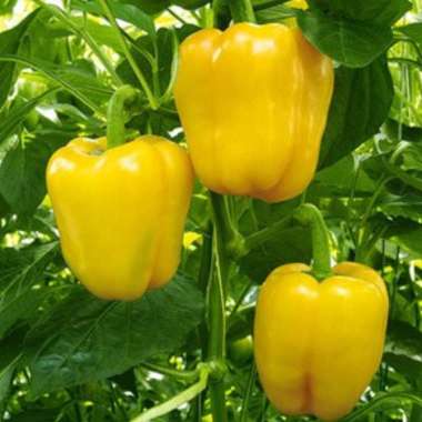 Benih Bibit cabe cabai Paprika Kuning Yellow Star F1