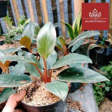 Philodendron Rojo Congo Ukuran Sedang/ Philodendron Congo