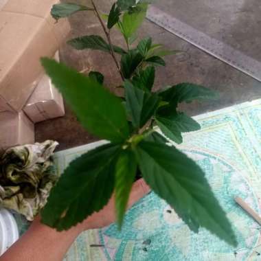 bibit tanaman herbal Sidaguri perpaket isi 3 bibit