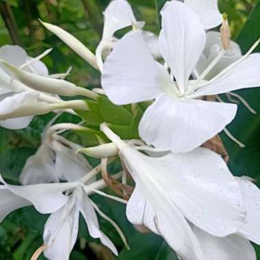 bibit bunga sedap malam per2 bibit