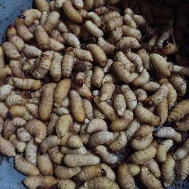 ulat sagu 100 ekor hidup