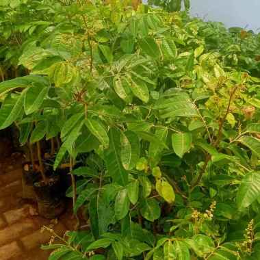 Bibit kelengkeng matalada berbunga