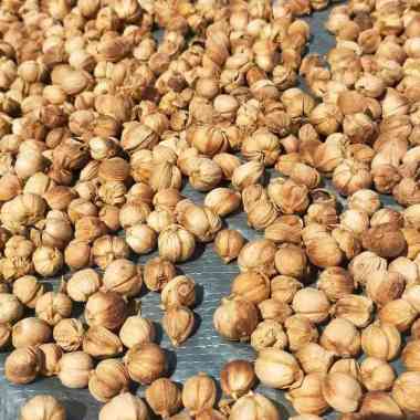 Kapulaga Kering 1kg Kapol
