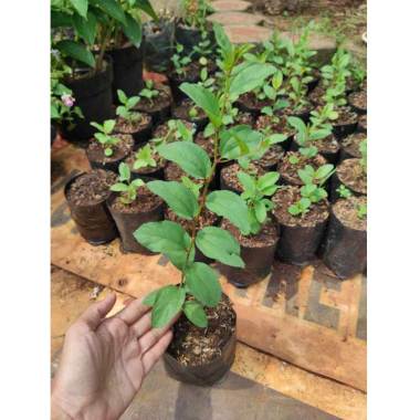 Bibit Tanaman Bidara Arab Sidr Tanaman Herbal Pohon Bidara Daun Bidara Seluruh Indonesia