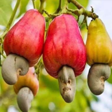bibit pohon jambu mete