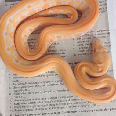Retic albino Tiger lavender