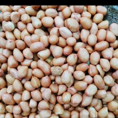 Kacang Tanah Tuban 1Kg 8Mm 1/4 kg