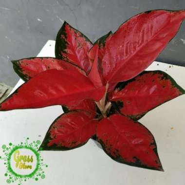 tanaman hias aglaonema - aglonema suksom
