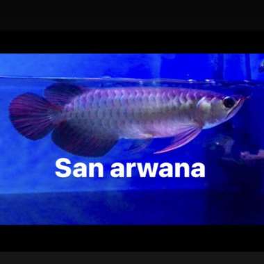 arowana ikan arwana super red arwana