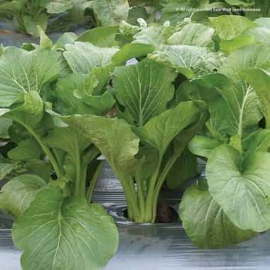 Bibit Unggul Sawi Caisim Tosakan | Benih Sawi Tosakan