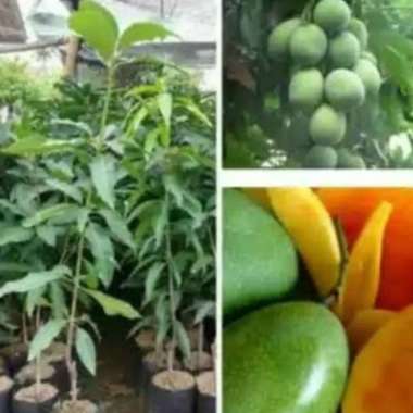 bibit mangga madu manis