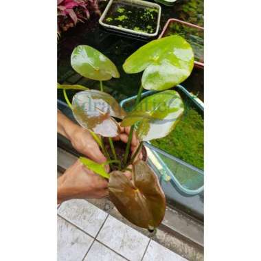 TANAMAN AQUASCAPE WATER LILY LILI