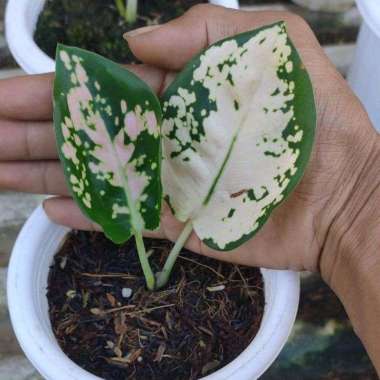 tanaman hias bunga aglonema suksom white baby daun 1-2