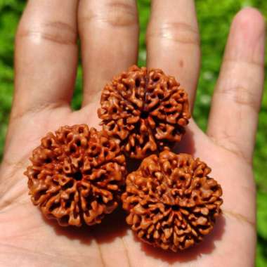 Jenitri Rudraksha Besar Jumbo