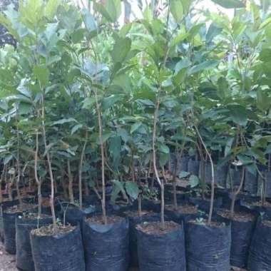 Rambutan Binjai bibit rambutan binjai Tunas bibit purworejo