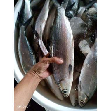 ikan bandeng 500gr bandeng besar