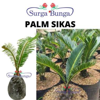 Tanaman Hias Palem Sikas - Mawar Jambe
