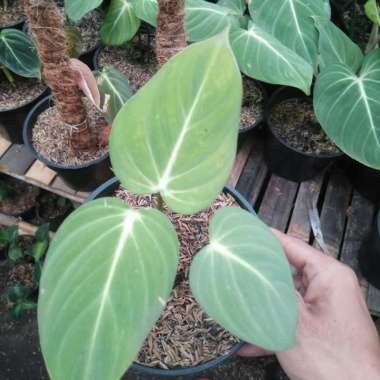 tanaman hias philodendron gloriosum murah