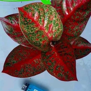 tanaman hias aglonema ref Stardust - Pohon aglonema red Stardust