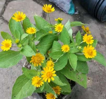 Tanaman Hias Bunga Matahari Mini pohon bunga matahari