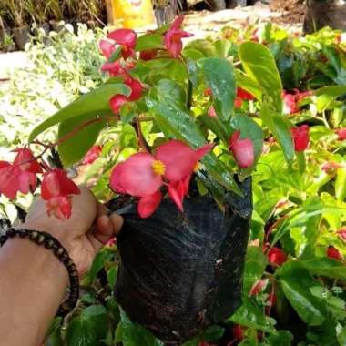 Tanaman Hias Gantung Begonia - Begonia bunga merah