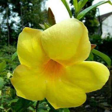 jual Tanaman Hias Bunga Alamanda Kuning