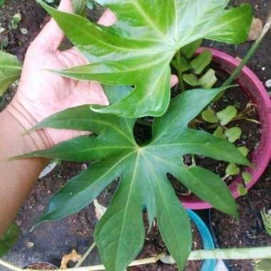 _ Pusat tanaman hias anthurium jari - anthurium