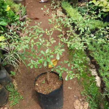 Tanaman Ketapang Kencana//Pohon Ketapang Kencana//Pohon Pelindung.