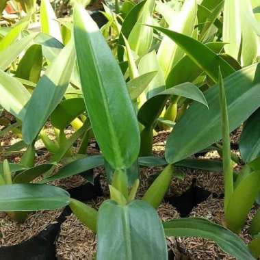 Tanaman Hias Philodendron Eceng - Philo Katak