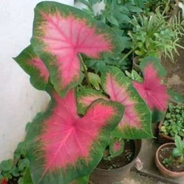 Tanaman hias keladi pink - caladium