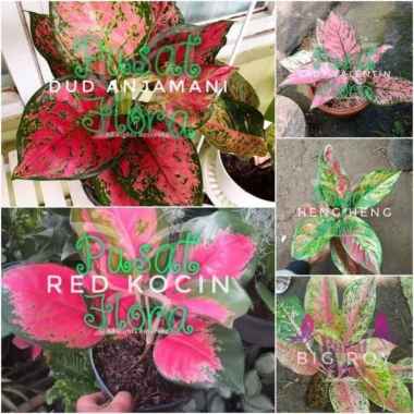 paket 5 jenis aglonema