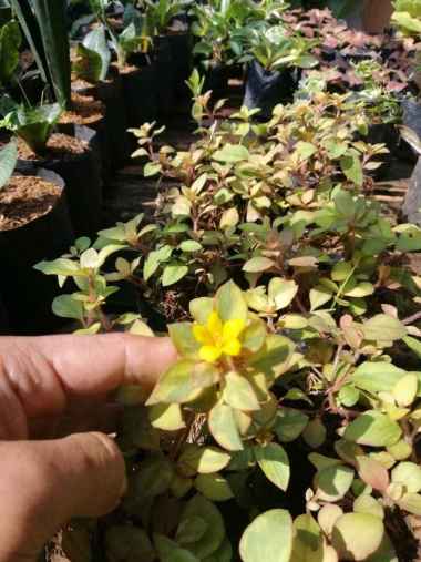 Tanaman Hias Gantung Bunga Jasmine kuning