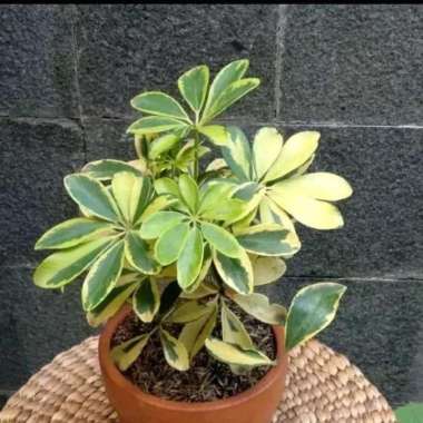 tanaman hias wali songo variegata/walisongo variegata