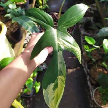 tanaman hias philodendron florida beauty varigata
