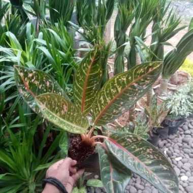 tanaman hias aglonema donacarmen