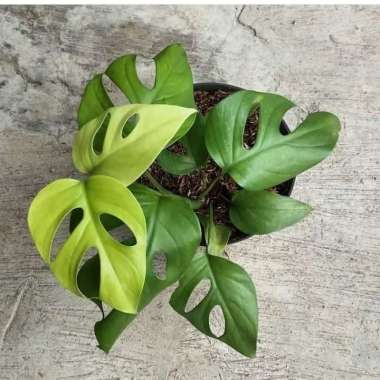 tanaman hias monstera mini/monstera lokal