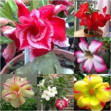 tanaman hias bibit adenium - kemboja jepang - adenium
