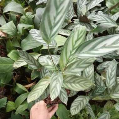 tanaman hias calathea santosa - calathea Santosa silver