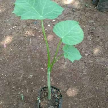 Tanaman Herbal Jarak Pohon jarak