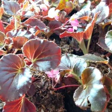 Tanaman Hias Begonia Daun Coklat bunga pink - Behunia tanaman gantung