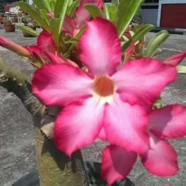 tanaman hias kamboja jepang/bibit kamboja adenium
