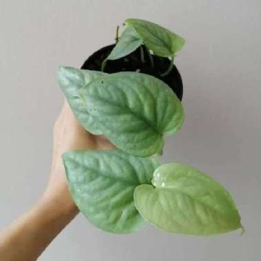 tanaman hias scindapsus lucens