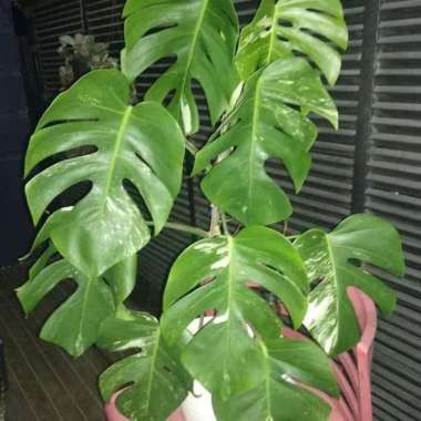 Tanaman Hias Rambat Indoor monstera deliciosa variegata