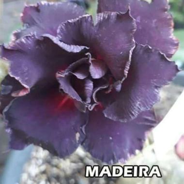 Bibit Bunga Kamboja Adenium Madeira
