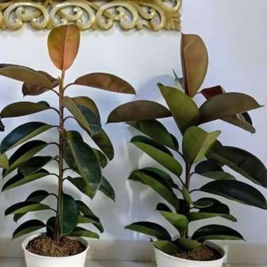 tanaman hoas beringin karet kebo - pohon karet kebo