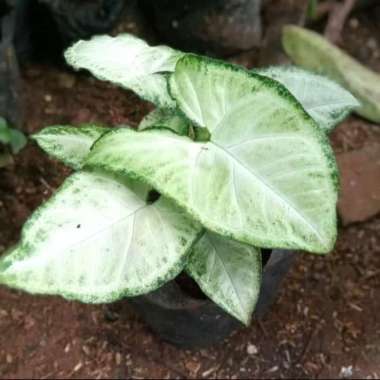 Tanaman hias Keladi putih | tanaman pot | tanaman gantung |